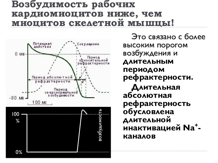 Это связано с более высоким порогом возбуждения и длительным периодом рефрактерности.