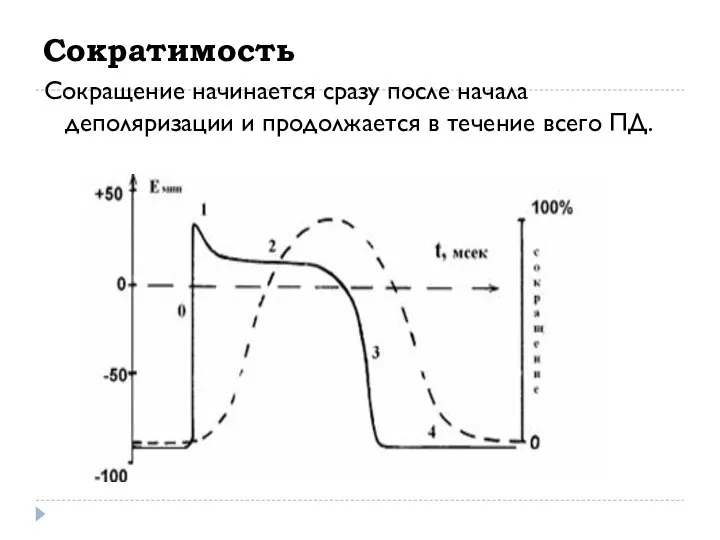 Сократимость Сокращение начинается сразу после начала деполяризации и продолжается в течение всего ПД.
