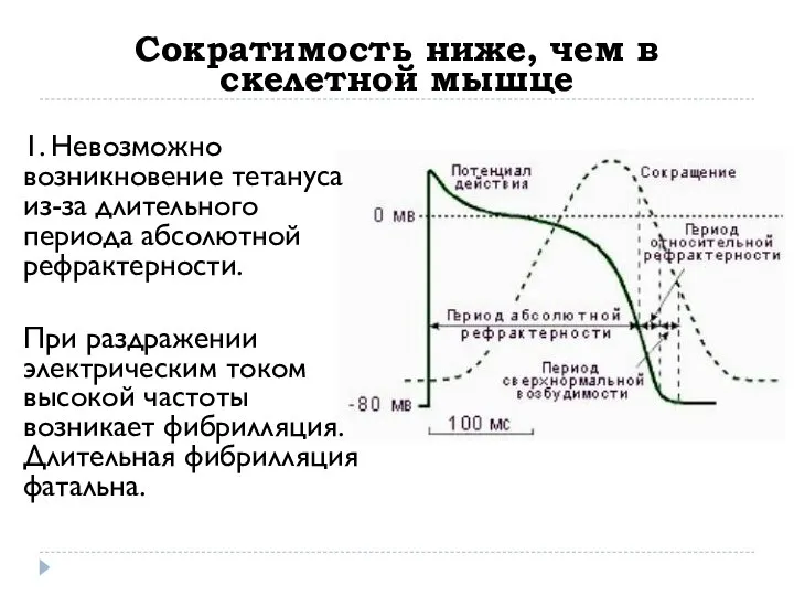 Сократимость ниже, чем в скелетной мышце 1. Невозможно возникновение тетануса из-за