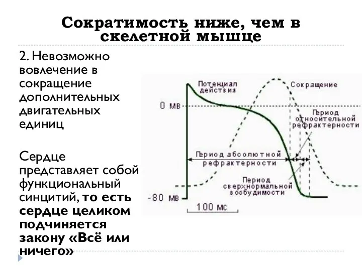 Сократимость ниже, чем в скелетной мышце 2. Невозможно вовлечение в сокращение