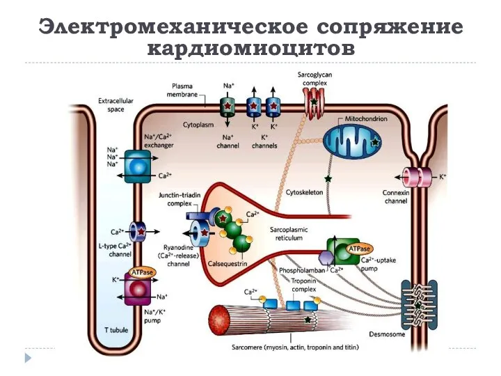 Электромеханическое сопряжение кардиомиоцитов