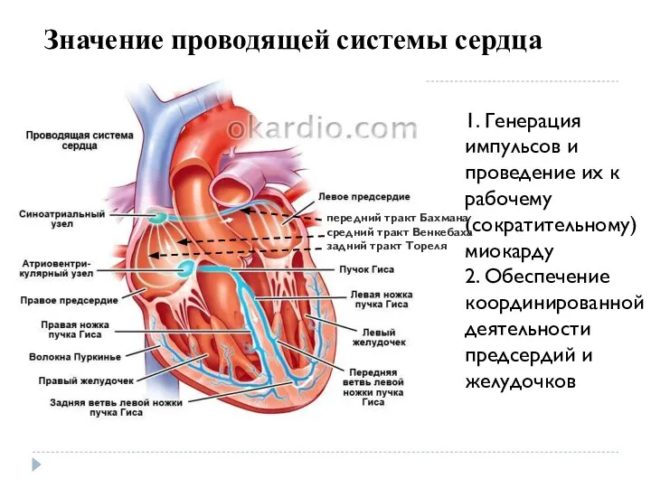 1. Генерация импульсов и проведение их к рабочему (сократительному) миокарду 2.