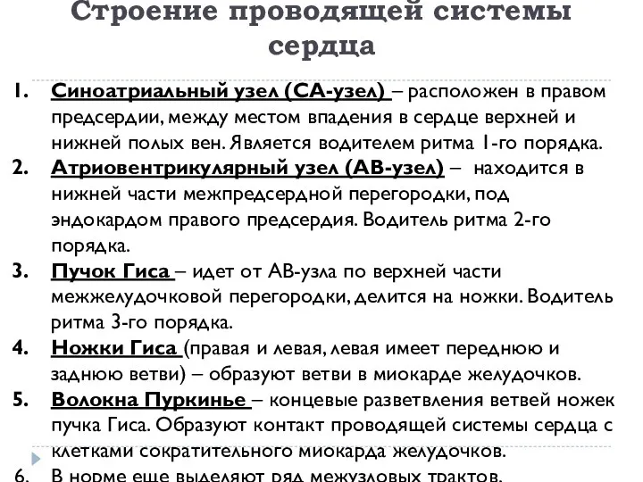 Строение проводящей системы сердца Синоатриальный узел (СА-узел) – расположен в правом