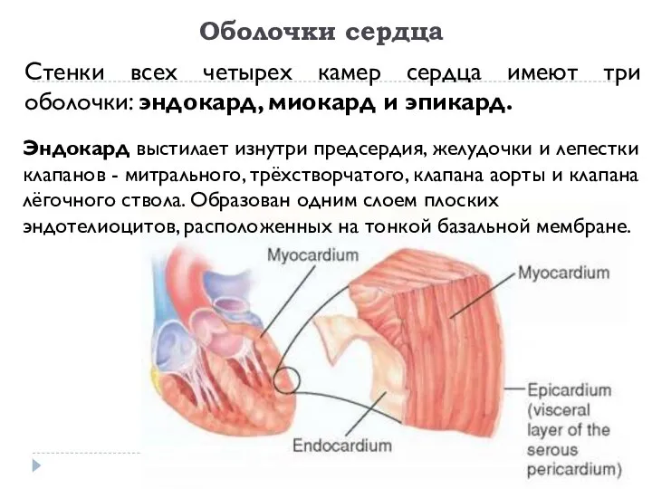 Оболочки сердца Стенки всех четырех камер сердца имеют три оболочки: эндокард,