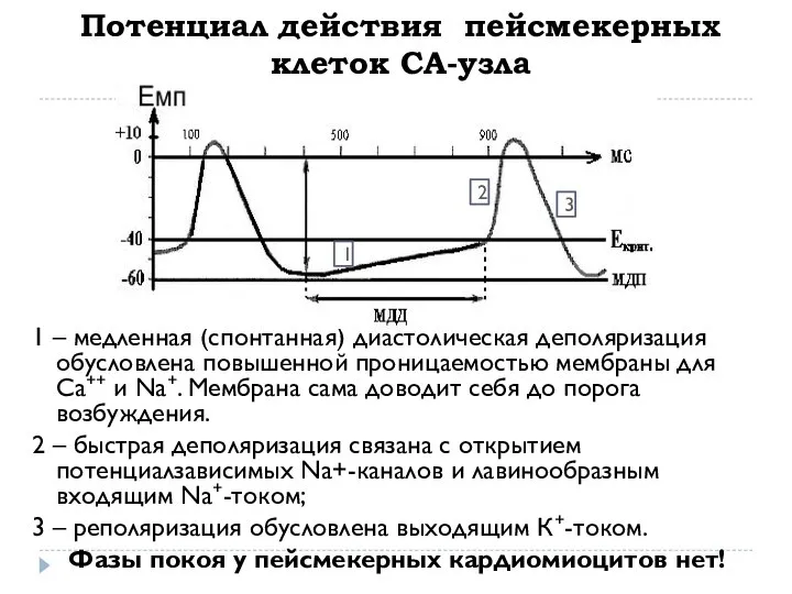 Потенциал действия пейсмекерных клеток СА-узла 1 – медленная (спонтанная) диастолическая деполяризация