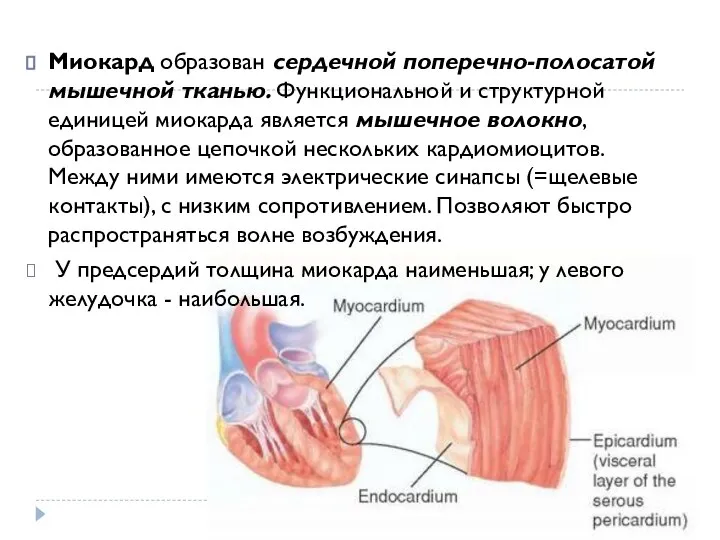 Миокард образован сердечной поперечно-полосатой мышечной тканью. Функциональной и структурной единицей миокарда