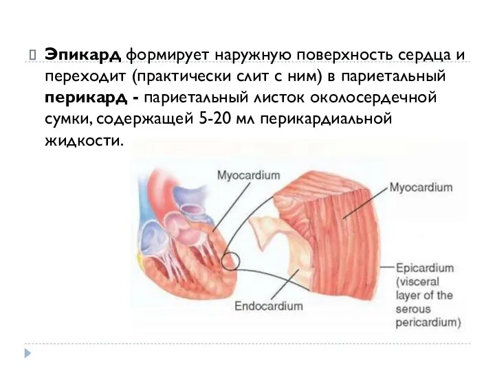 Эпикард формирует наружную поверхность сердца и переходит (практически слит с ним)