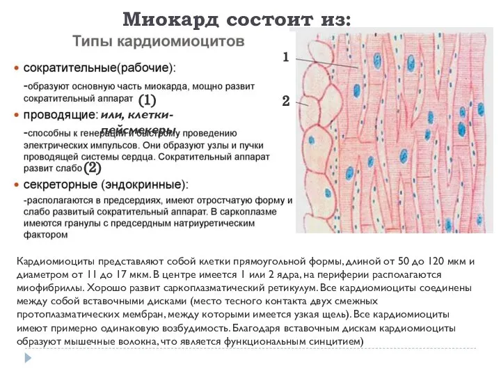 Кардиомиоциты представляют собой клетки прямоугольной формы, длиной от 50 до 120