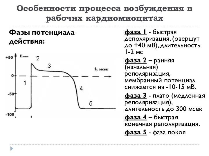 Особенности процесса возбуждения в рабочих кардиомиоцитах фаза 1 - быстрая деполяризация,