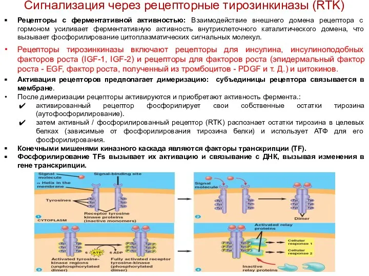 Рецепторы с ферментативной активностью: Взаимодействие внешнего домена рецептора с гормоном усиливает