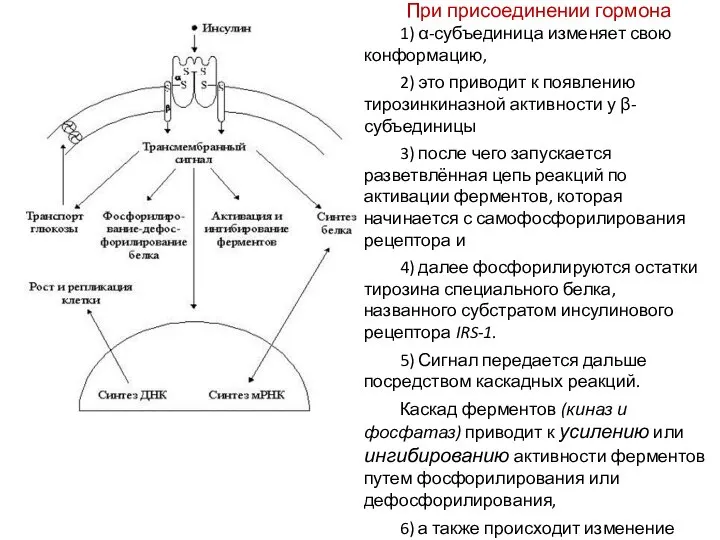 При присоединении гормона 1) α-субъединица изменяет свою конформацию, 2) это приводит