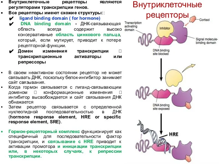 Внутриклеточные рецепторы являются регуляторами транскрипции генов. Все рецепторы имеют схожие структуры::