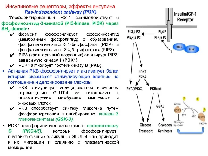 Инсулиновые рецепторы, эффекты инсулина Ras-independent pathway (PI3K) Фосфорилированный IRS-1 взаимодействует с