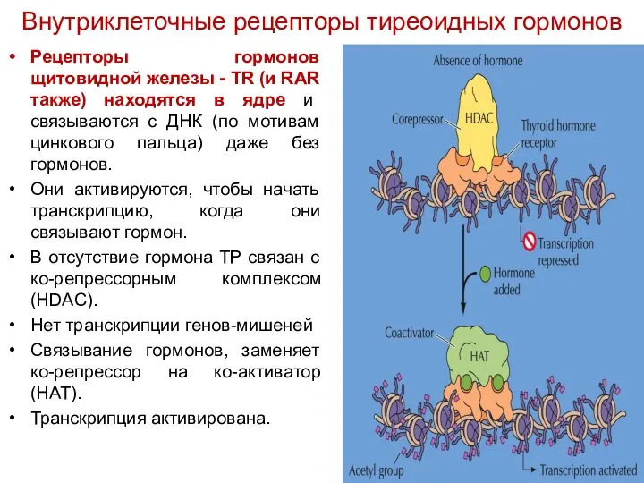 Рецепторы гормонов щитовидной железы - TR (и RAR также) находятся в