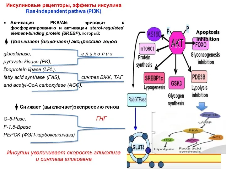 Инсулиновые рецепторы, эффекты инсулина Ras-independent pathwa (PI3K) Активация PKB/Akt приводит к