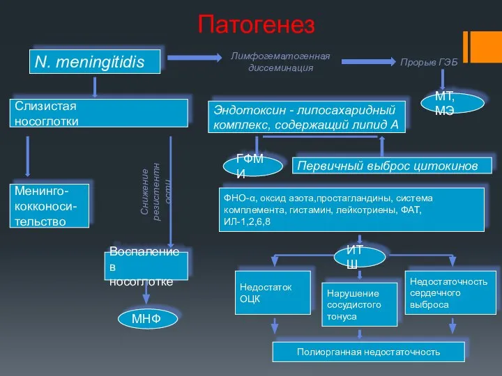 N. meningitidis Лимфогематогенная диссеминация Прорыв ГЭБ Эндотоксин - липосахаридный комплекс, содержащий