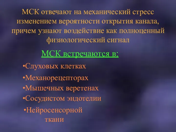 МСК отвечают на механический стресс изменением вероятности открытия канала, причем узнают