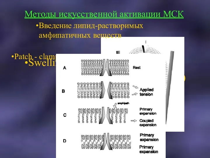 Методы искусственной активации МСК