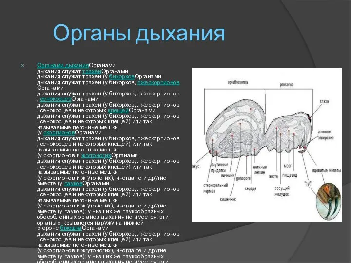 Органы дыхания Органами дыханияОрганами дыхания служат трахеиОрганами дыхания служат трахеи (у