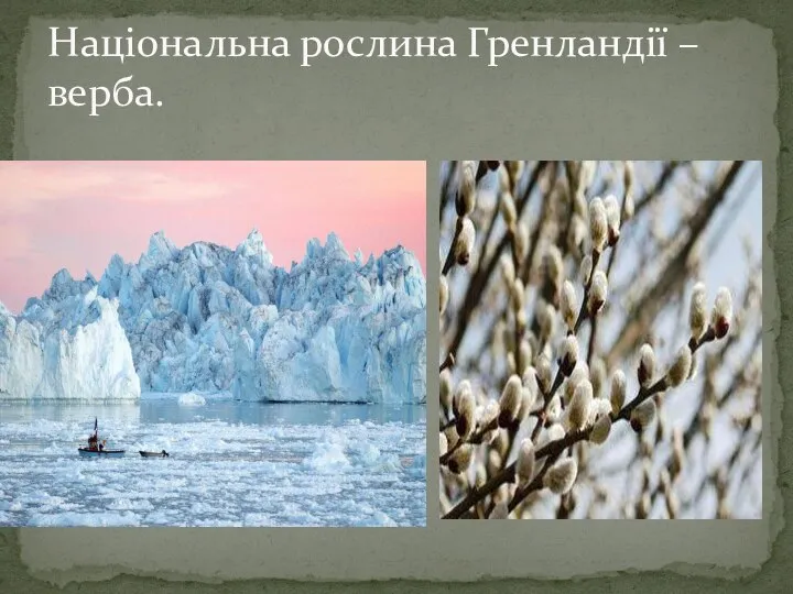 Національна рослина Гренландії – верба.
