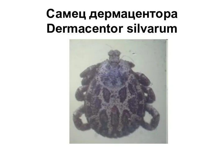 Самец дермацентора Dermacentor silvarum