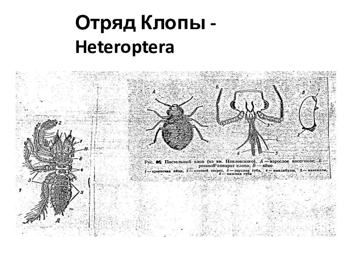 Отряд Клопы - Heteroptera