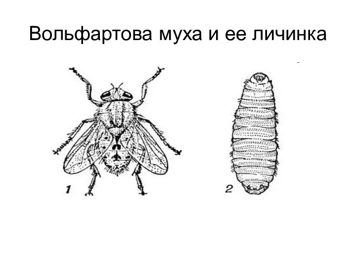 Вольфартова муха и ее личинка