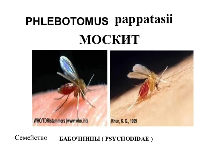 PHLEBOTOMUS pappatasii МОСКИТ БАБОЧНИЦЫ ( PSYCHODIDAE ) Семейство