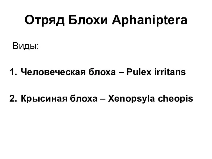Отряд Блохи Aphaniptera Виды: Человеческая блоха – Pulex irritans Крысиная блоха – Xenopsyla cheopis
