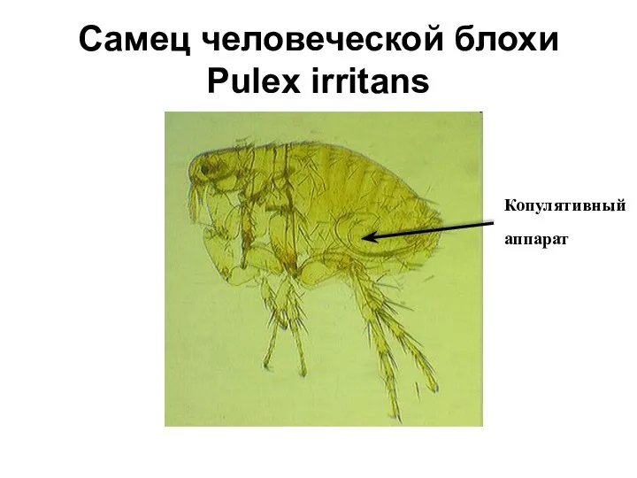 Самец человеческой блохи Pulex irritans Копулятивный аппарат