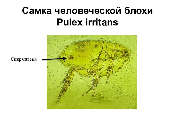 Самка человеческой блохи Pulex irritans Сперматека