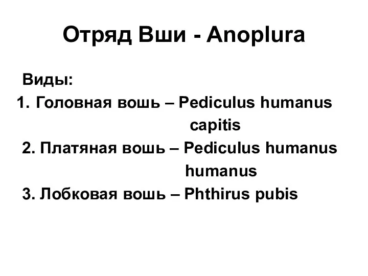 Отряд Вши - Anoplura Виды: Головная вошь – Pediculus humanus capitis