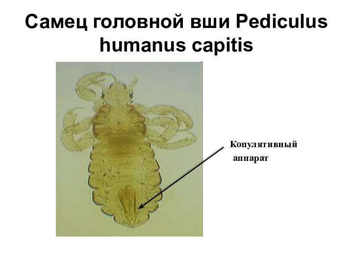 Самец головной вши Pediculus humanus capitis Копулятивный аппарат аппарат