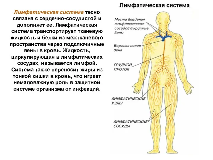 Лимфатическая система тесно связана с сердечно-сосудистой и дополняет ее. Лимфатическая система