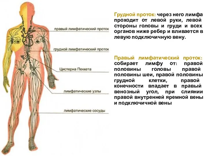 Грудной проток: через него лимфа проходит от левой руки, левой стороны