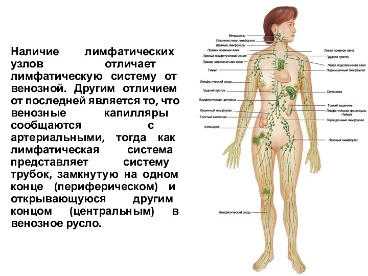 Наличие лимфатических узлов отличает лимфатическую систему от венозной. Другим отличием от