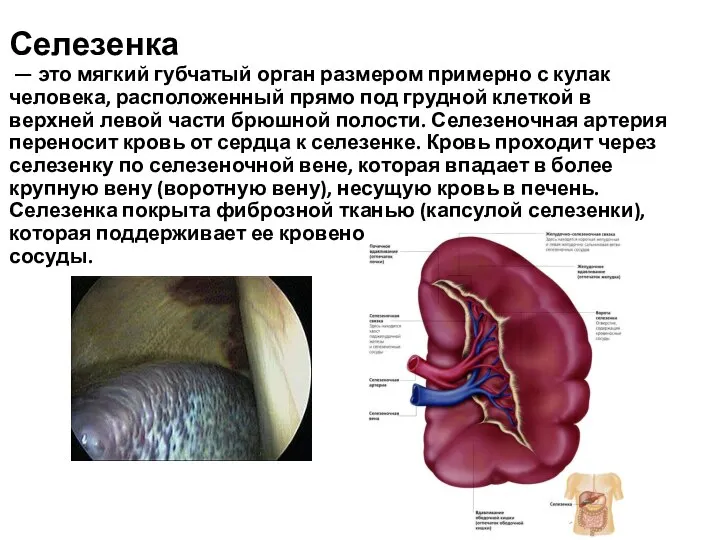 Селезенка — это мягкий губчатый орган размером примерно с кулак человека,