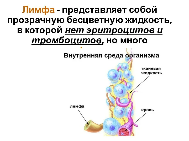 Лимфа - представляет собой прозрачную бесцветную жидкость, в которой нет эритроцитов и тромбоцитов, но много лимфоцитов.