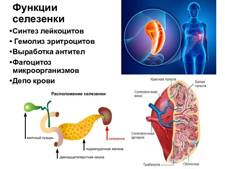 Функции селезенки Синтез лейкоцитов Гемолиз эритроцитов Выработка антител Фагоцитоз микроорганизмов Депо крови