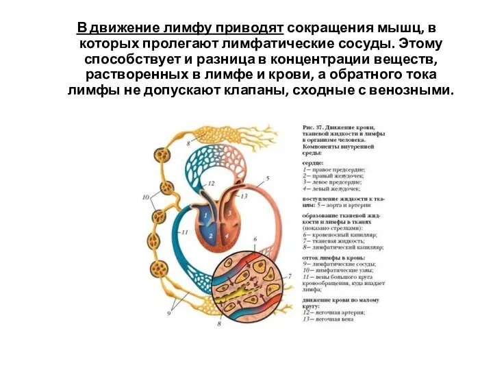 В движение лимфу приводят сокращения мышц, в которых пролегают лимфатические сосуды.