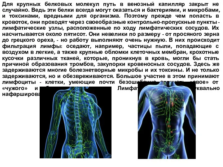 Для крупных белковых молекул путь в венозный капилляр закрыт не случайно.