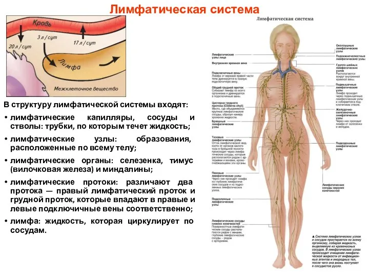 В структуру лимфатической системы входят: лимфатические капилляры, сосуды и стволы: трубки,