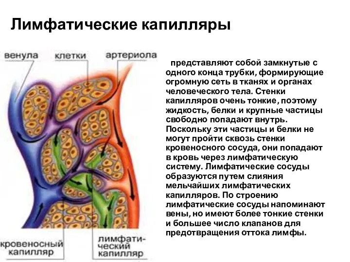 Лимфатические капилляры представляют собой замкнутые с одного конца трубки, формирующие огромную