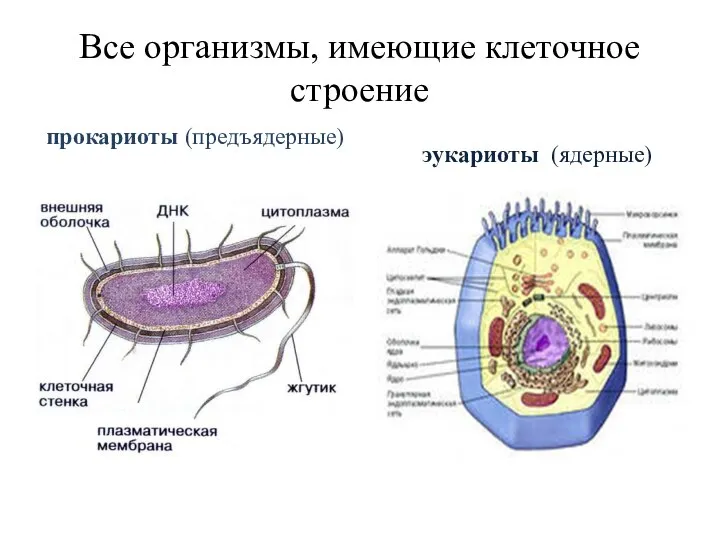 Все организмы, имеющие клеточное строение прокариоты (предъядерные) эукариоты (ядерные)