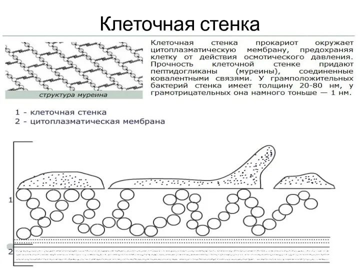 Клеточная стенка