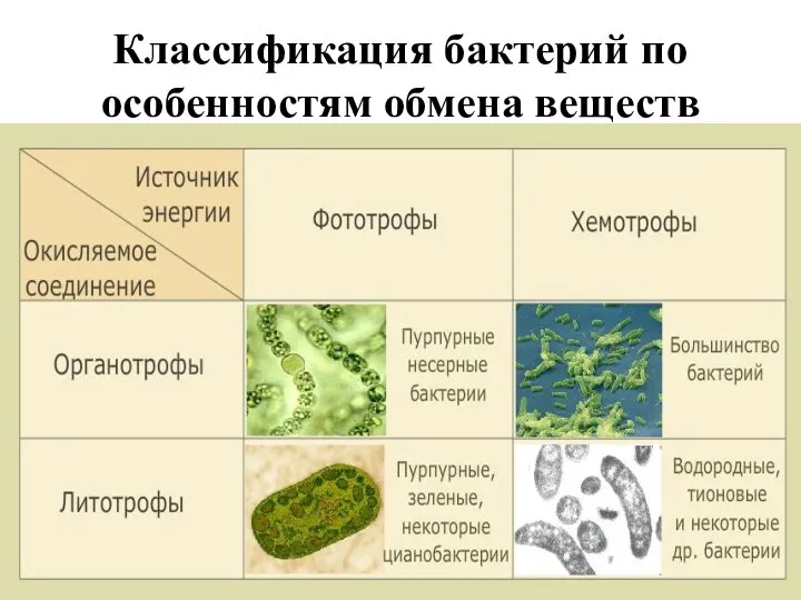 Классификация бактерий по особенностям обмена веществ