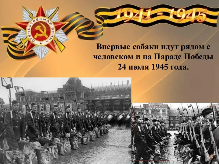 Впервые собаки идут рядом с человеком и на Параде Победы 24 июля 1945 года.