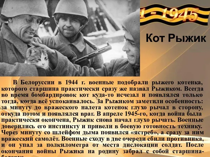 Кот Рыжик В Белоруссии в 1944 г. военные подобрали рыжего котенка,