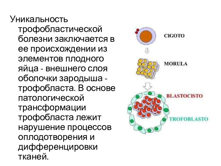 Уникальность трофобластической болезни заключается в ее происхождении из элементов плодного яйца