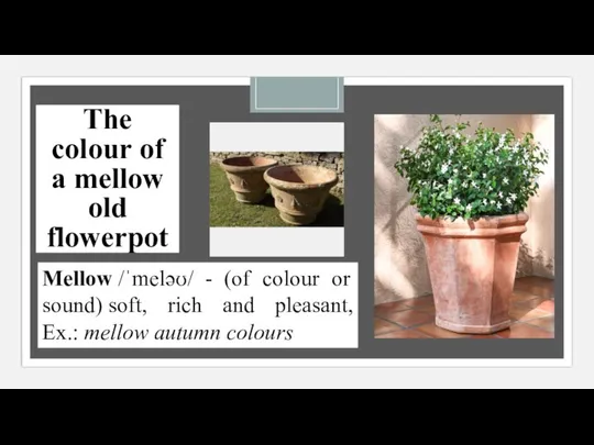 The colour of a mellow old flowerpot Mellow /ˈmeləʊ/ - (of